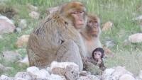 Maroko 1. Makak magot  (Macaca sylvanus)